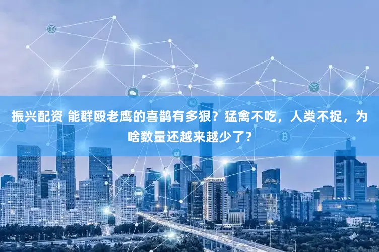 振兴配资 能群殴老鹰的喜鹊有多狠？猛禽不吃，人类不捉，为啥数量还越来越少了？