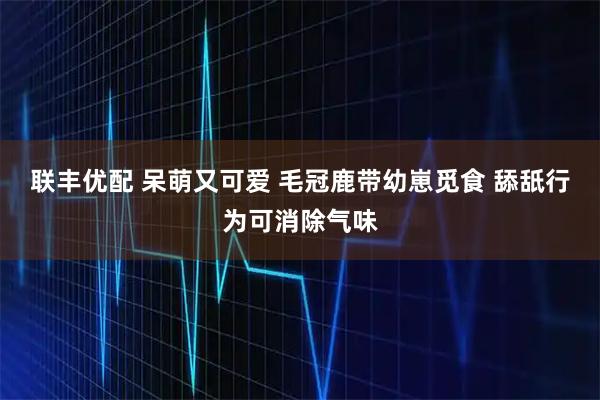 联丰优配 呆萌又可爱 毛冠鹿带幼崽觅食 舔舐行为可消除气味